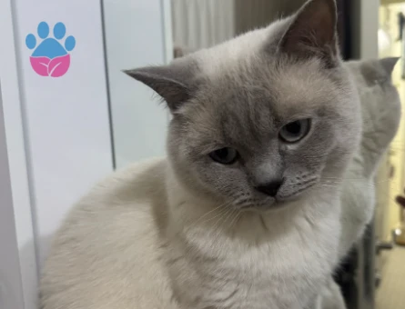 Yakışıklı oğlumuza eş arıyoruz