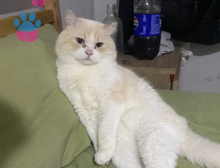 British Shorthair 3 Yaşında Eş Arıyor