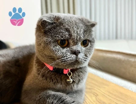 Kızımıza aile babası arıyoruz