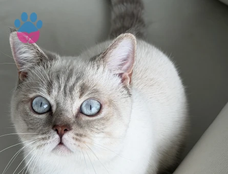 British Shorthair 1 Yaşında Eş Arıyor - 118982629