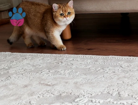 British Shorthair Golden Kedime Eş Arıyorum