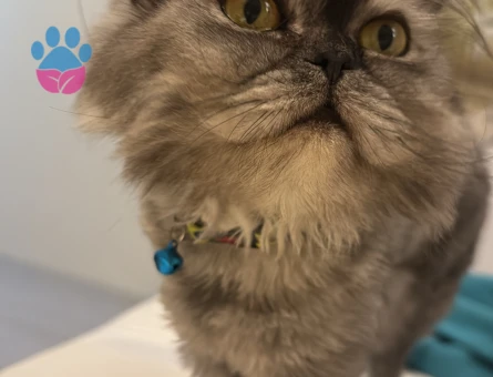 2 yaşında erkek kedime acil eş arıyoruz