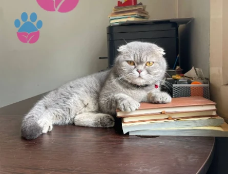 1.5 Yaşında Scottish Fold kızımıza eş arıyoruz.