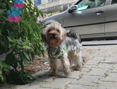 Yorkshire Terrier Yakışıklı oğlumuza eş arıyoruz