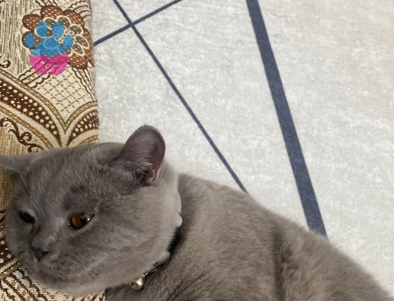 British Shorthair Erkek Kedim Eş Arıyor