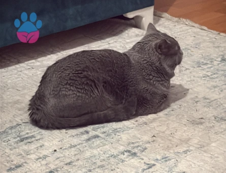 Scootish fold 3 Yaşında Kedim Eş Arıyor