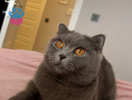British Shorthair Güzeller Güzeli Kızıma Eş Arıyorum