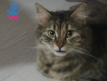 2 Yaşında Tekir Dişi Kedi – Çiftleşme İçin Erkek Kedi Aranıyor