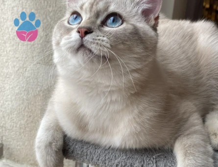British Shorthair Lion bey Acil  Eş Arıyor - 118982939