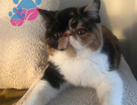 EXOTİC SHORTHAİR 1 Yaşında Eş Arıyor