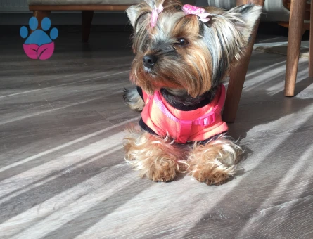 Yorkshire Terrier Kızım'a Eş arıyorum