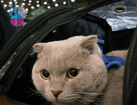 Yakışıklı Oğluma Gelin Adayı Arıyorum