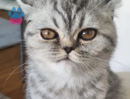 British shorthair erkek kedime eş arıyoruz