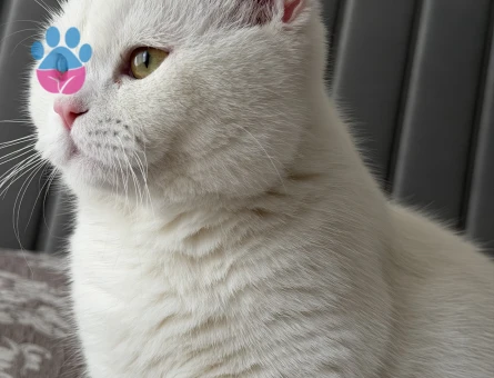 9 aylik erkek Kedime Eş Arıyorum