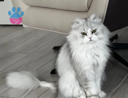 Scottish Fold Longhair Oğlumuz için Eş arıyoruz