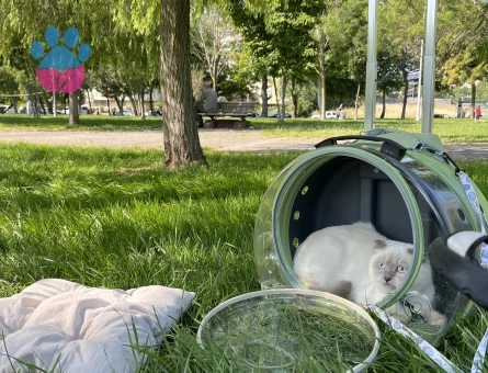 Scottish Fold Kedime Eş Arıyorum