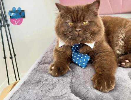 Yakışıklımıza eş arıyoruz