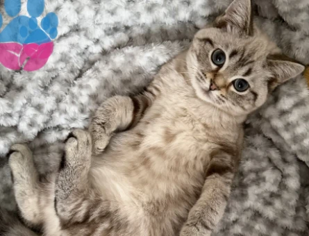 Scottish Straight Bluepoint Eş Arıyor