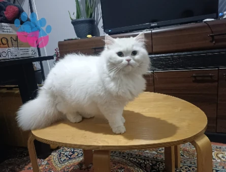 British Longhair Kedime Eş arıyoruz..