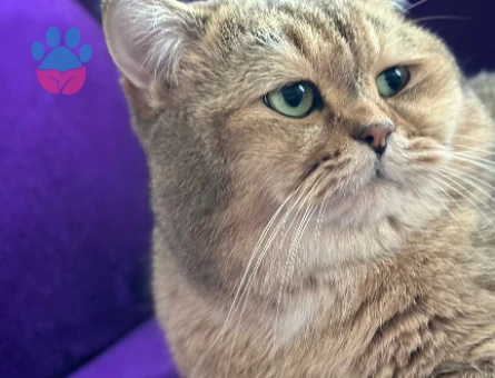 British Shorthair Golden Erkek Kedime Eş Arıyorum