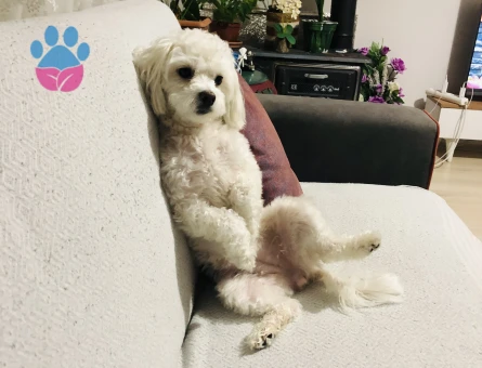 Maltese Terrier Elsa Eş Arıyor