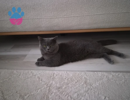 Oğlum gölge eş arıyoruz