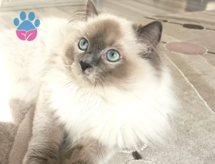 Yakışıklı Oğlumuz Kızgınlıkla