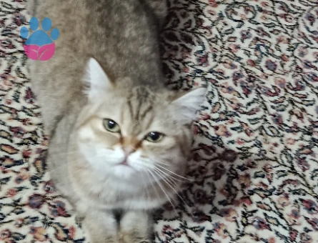 Kedim Kızgınlıkta ona erkek bir eş arıyorum yer antalya