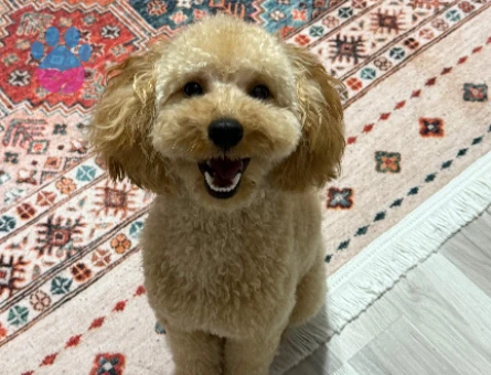 Toy poodle oğluma gelin arıyorum