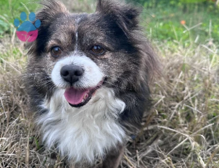 Pomeranian Erkek Köpek — Eş Arıyoruz (İzmir)