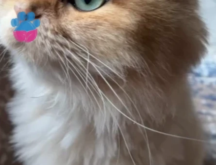 Britsh Long Hair çiftleştirme