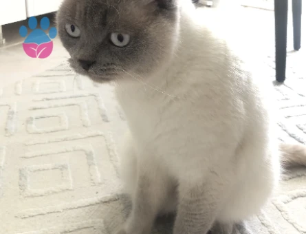 British Longhair Kızımıza eş arıyoruz