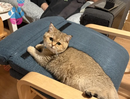Britishshorthair kızıma eş arıyorum