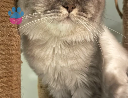 Oğlumuz Venüs için Eş Arıyoruz