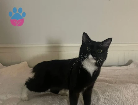 Bu tatli hanfendiye es ariyoruz