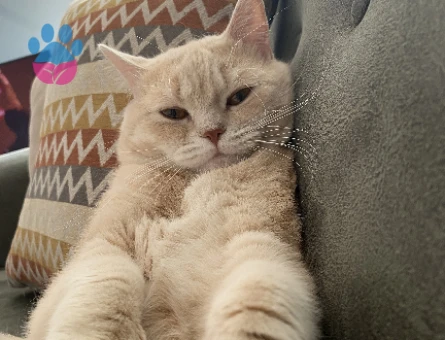 British Shorthair 1,5 Yaşında Eş Arıyor