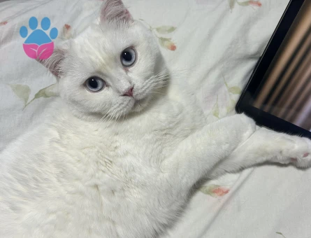 British Shorthair 2 Yaşında Eş Arıyor