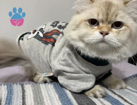 British Longhair erkek kedime eş arıyorum