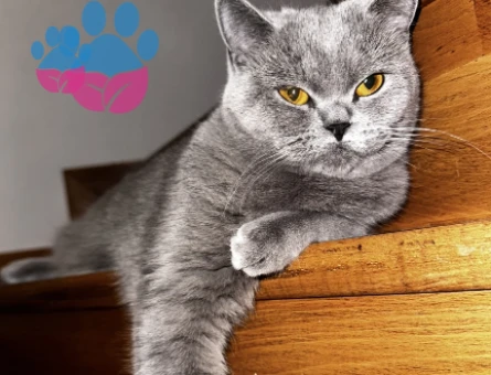 British Shorthair Gri Dişi Kedime Eş Arıyorum