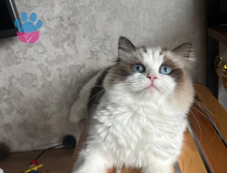 Dünyalar güzeli kızıma eş arıyoruz