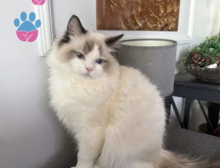 Ragdol erkek çiftleştirme