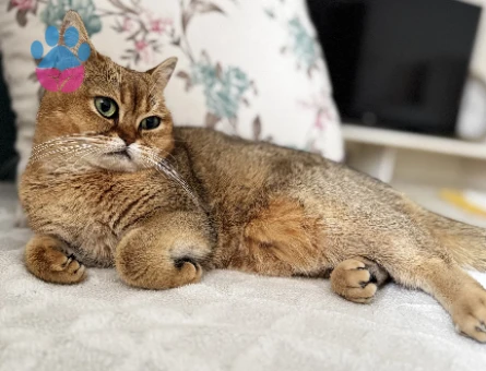 DİŞİ KEDİM İÇİN ACİL EŞ ARIYORUM