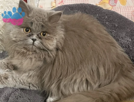 British Longhair 12 aylık Kedim