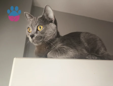 British Shorthair Kedim Kızgınlıkta