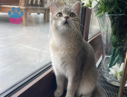 British Shorthair Oğlumuza Dişi Eş Arıyoruz