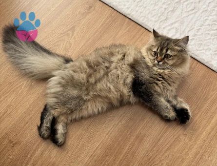 British longhair 1 yasinda