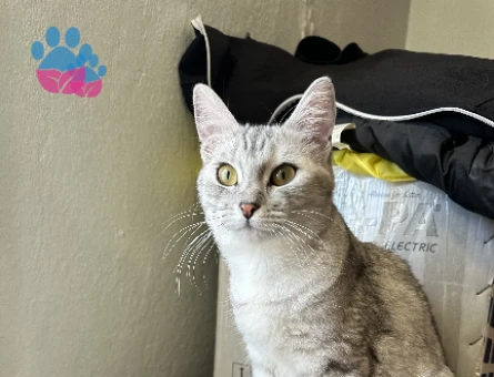 British Shorthair Kedime Eş Arıyorum