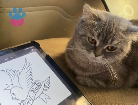 Acil İzmir’den kızgın dişi için erkek arıyorum