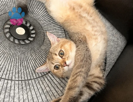 Exotic Shorthair Balım Eş Arıyor