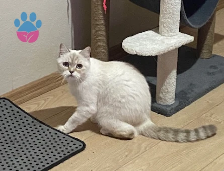 British Shorthair 3 Yaşında İlk Defa Anne Olacak